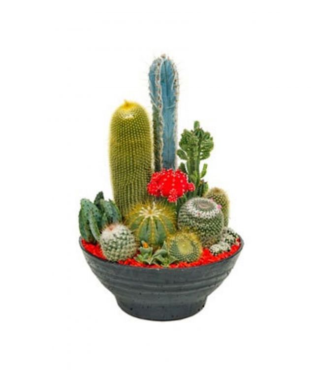 Cacti Bowl