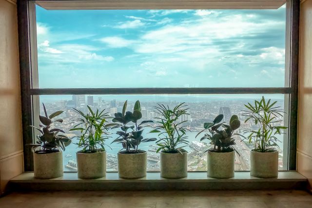 Five Unique Ways to Decorate With Indoor Plants