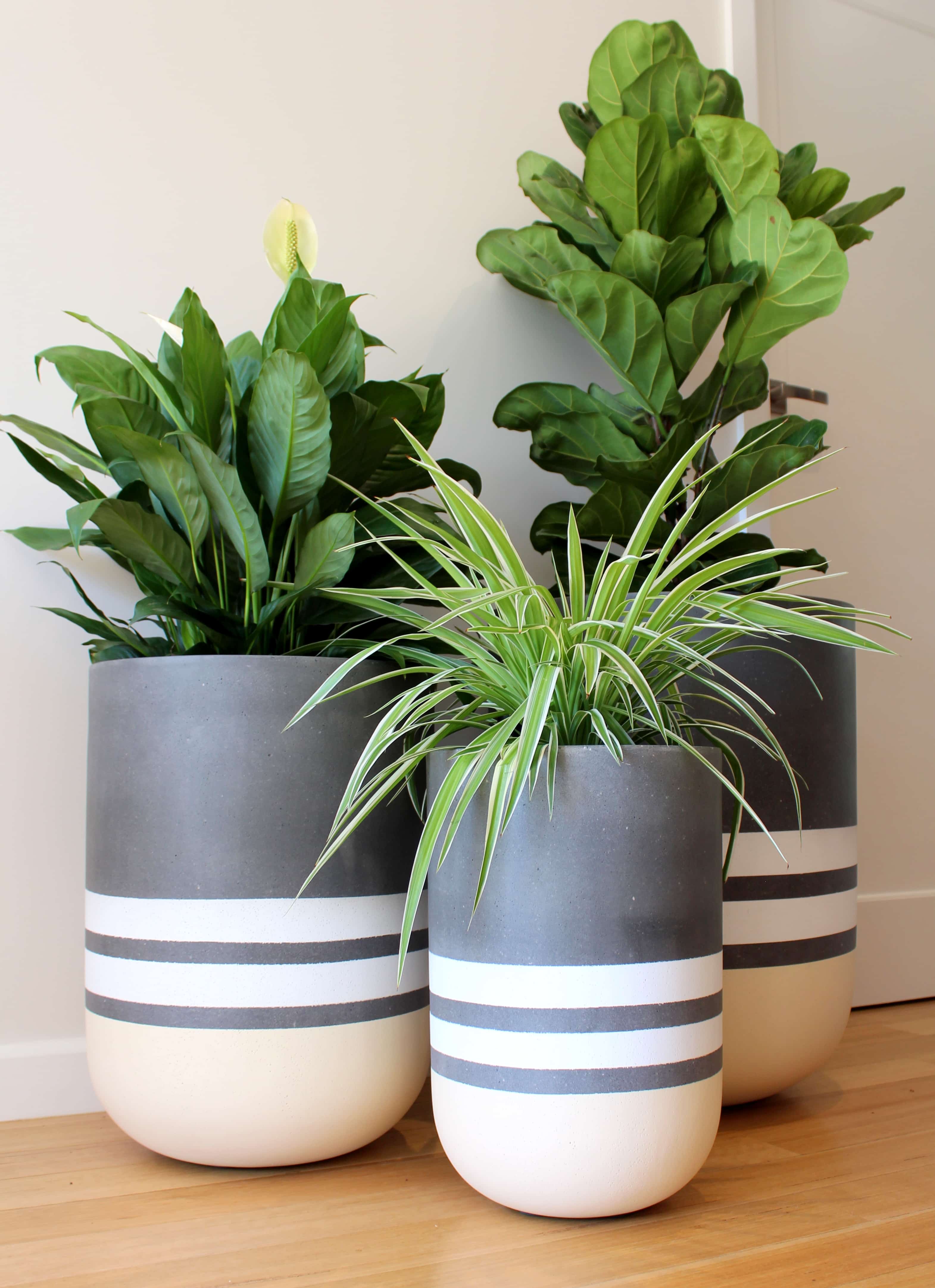 Decorative Planters | Indoor Plant Hire & Office Plants | Frenchams