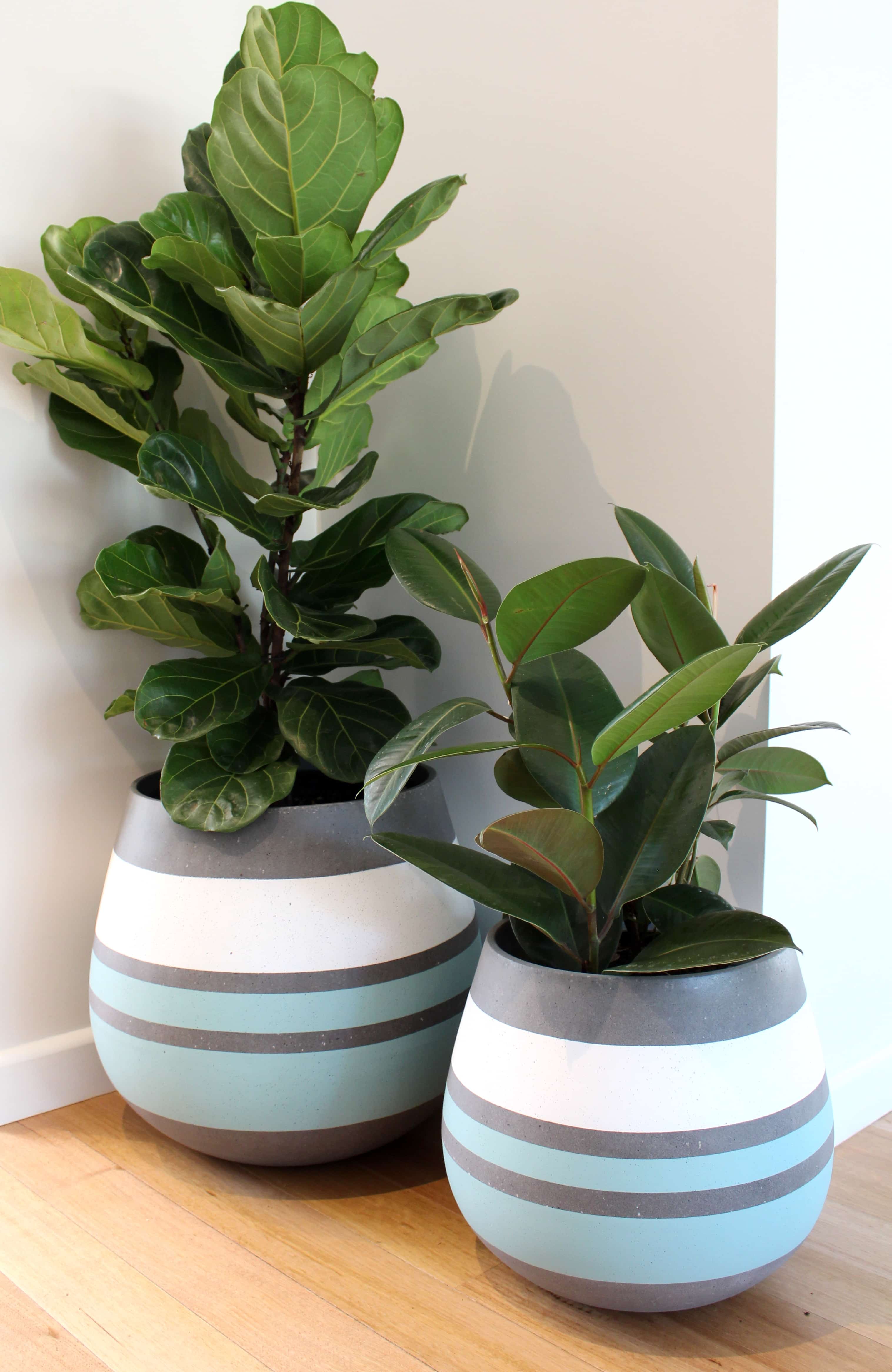 Indoor Decorative Plants - edidierdesign