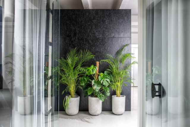 9 Reasons Why Hiring Indoor Office Plants Beats Buying Them
