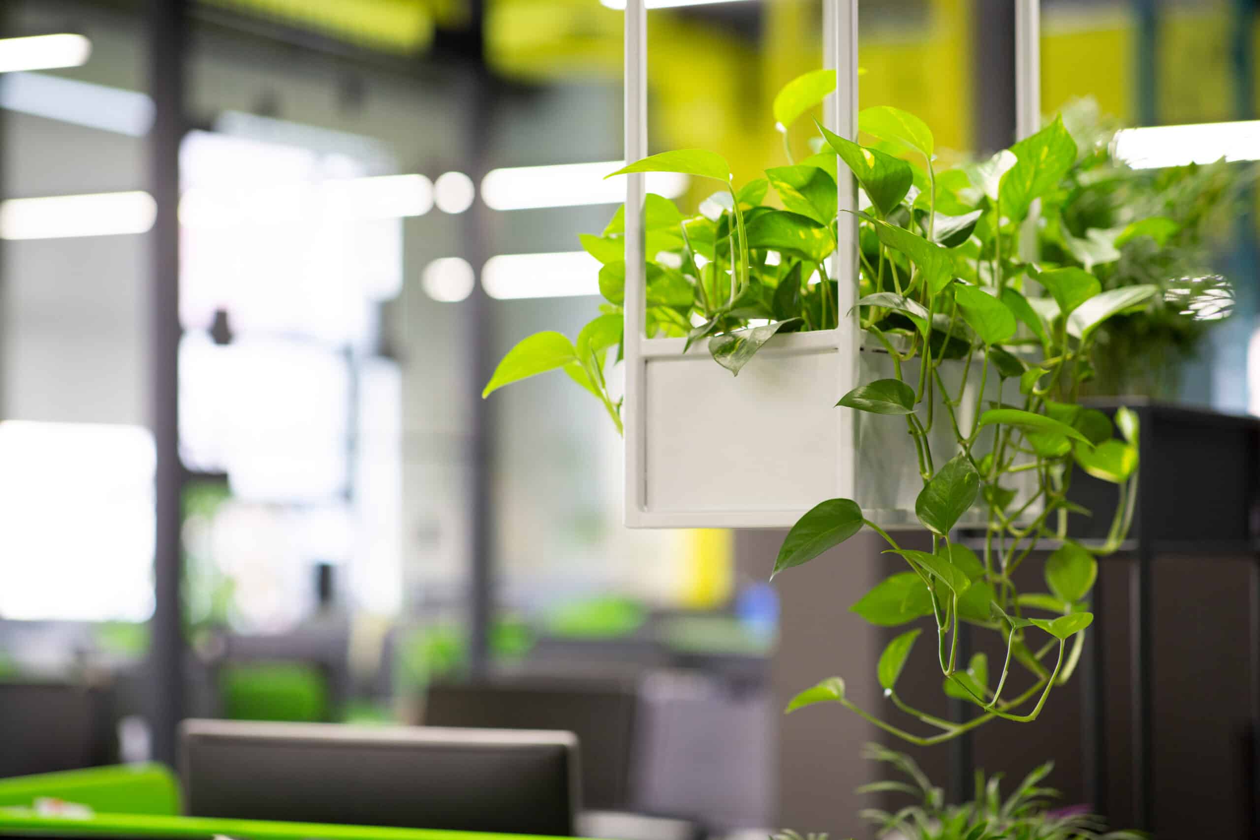 a green hanging plant in a modern office space