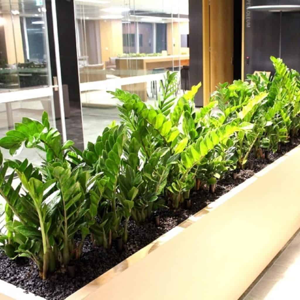 Zanzibar Gem planter in a corporate environment