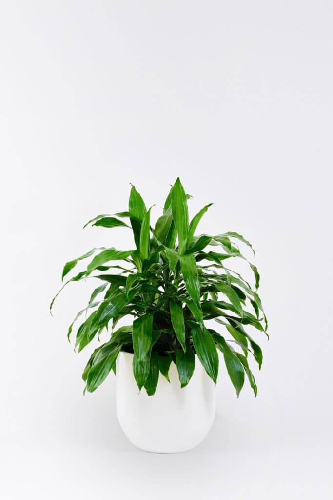 A Draecena plant in a white pot in a white background.