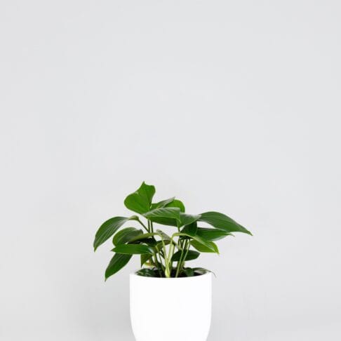 Epipremnum pinnatum - Dragons Tail