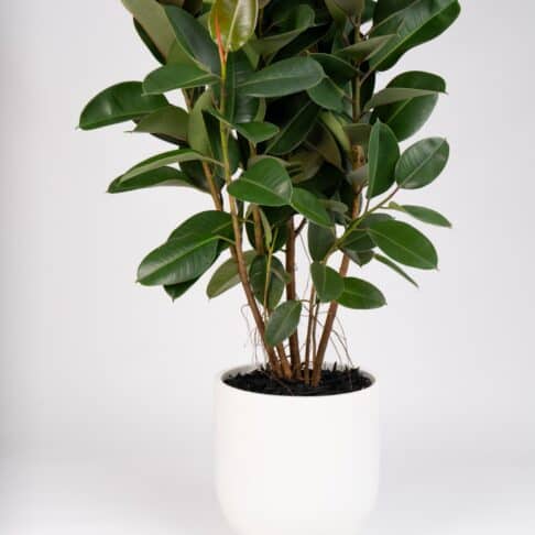Ficus Elastica Robusta – Rubber Plant