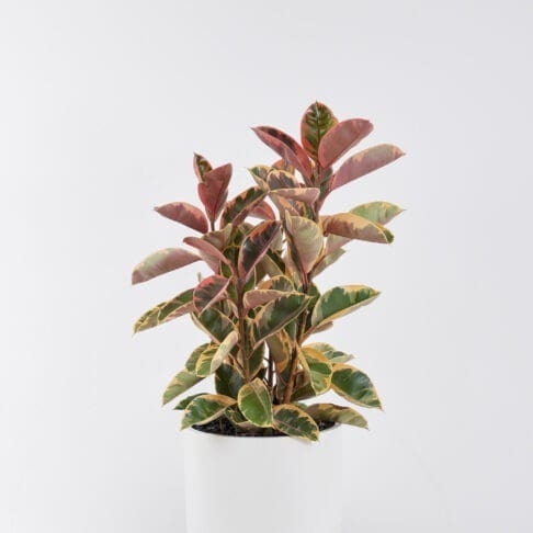 Ficus Elastica Ruby floor planter in a white background.