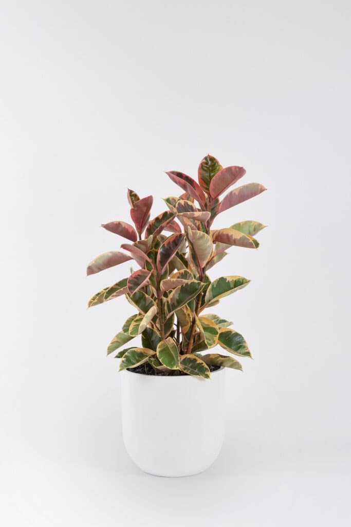 Ficus Elastica Ruby floor planter in a white background.