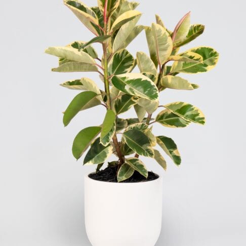 Ficus Elastica Tineke – Variegated Rubber Plant