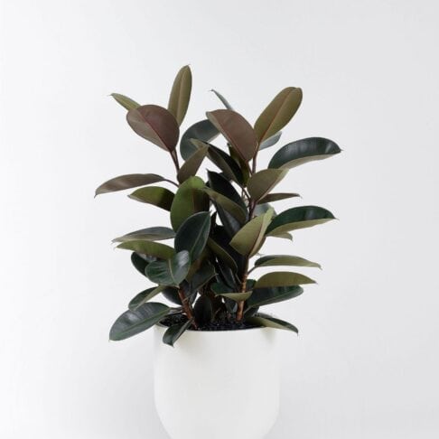 Ficus Elastica Burgundy – Burgundy Rubber Plant
