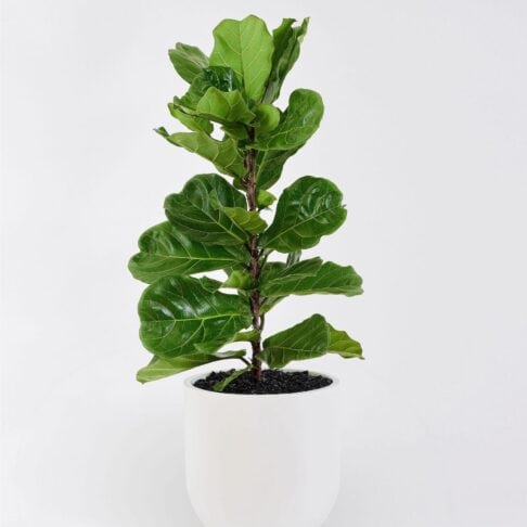 Ficus Lyrata – Fiddle Leaf Fig