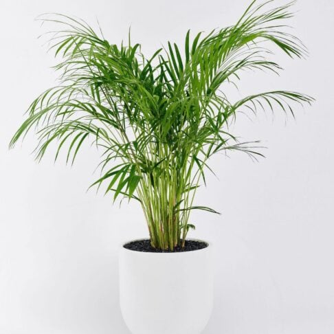 Chrysalidocarpus lutescens - Golden Cane Palm