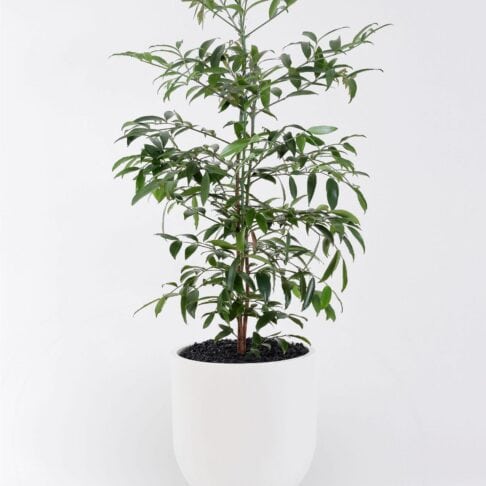 Agathis australis - Kauri Pine