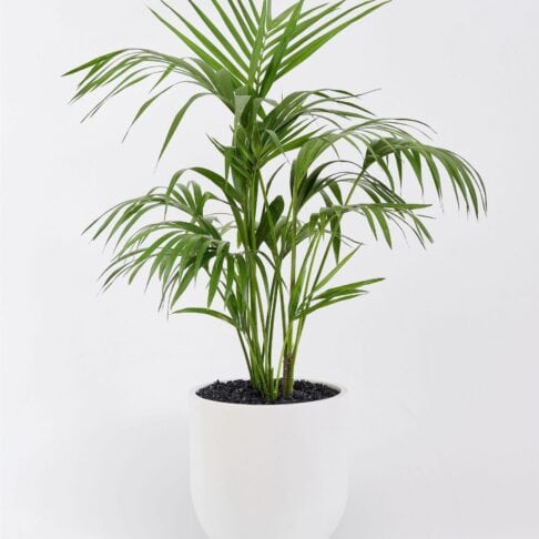 Howea forsteriana - Kentia Palm