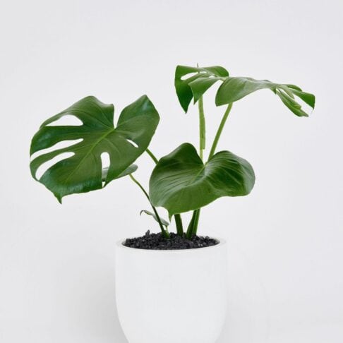 Monstera Deliciosa - Swiss cheese plant