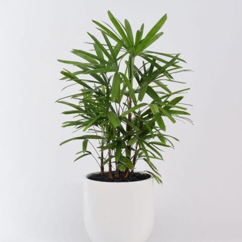 Rhapis excelsa – Lady Palm