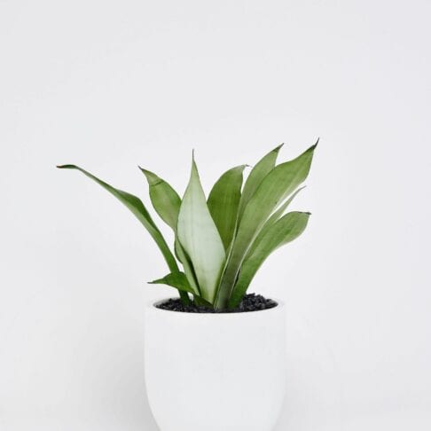 Sansevieria trifasciata Moonshine - Snake