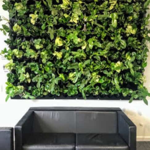 Modular green wall in an office above a black sofa