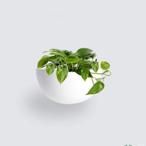 Half Moon Wall Planter