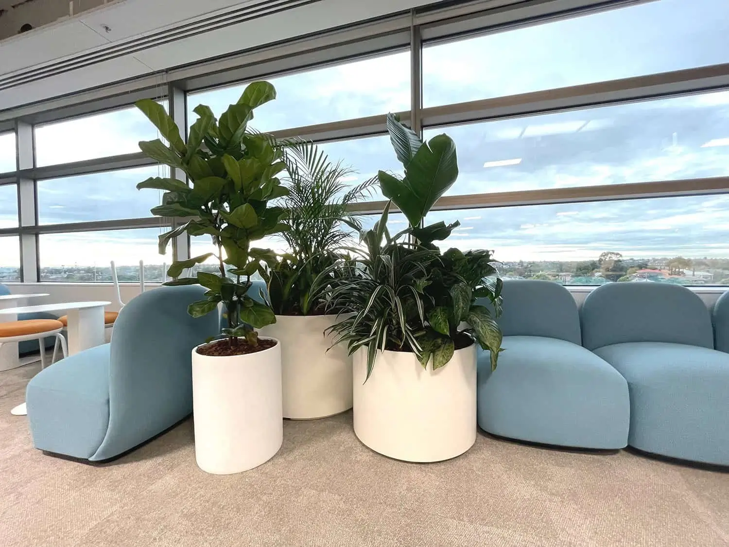 Green plants in white pots next to blue couches in a calm space inside an office