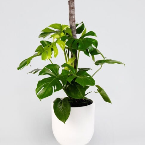 A beautiful Monstera Deliciosa in a white planter in a white background.