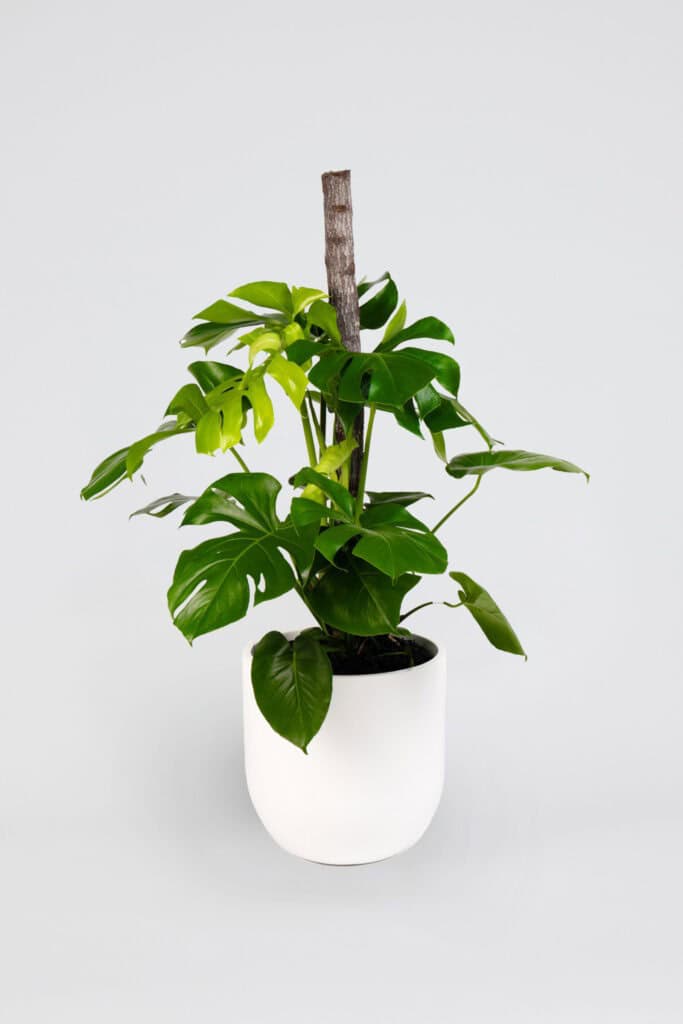 A beautiful Monstera Deliciosa in a white planter in a white background.