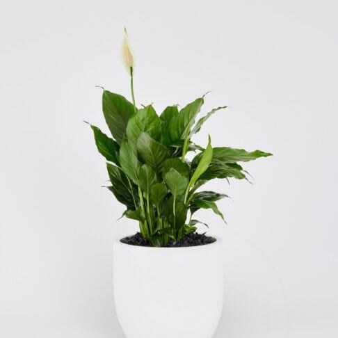 Peace Lily (Spathiphyllum) in a white planter