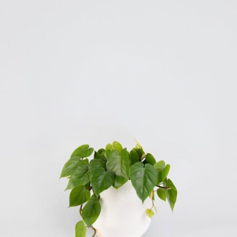 Philodendron Cordatum