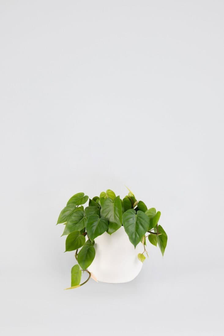 Philodendron Cordatum
