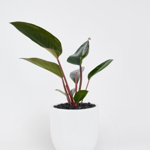 A Philodendron Rojo in a floor planter in a white background.
