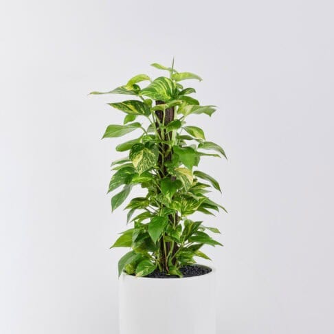 A Pothos Totem floor planter in a white background.
