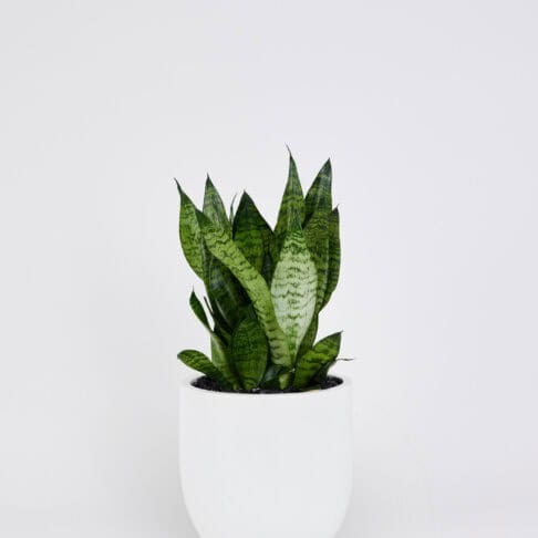 Sansevieria Robusta