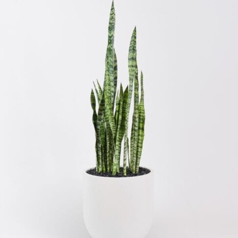 Sansevieria Robusta in a white plant pot