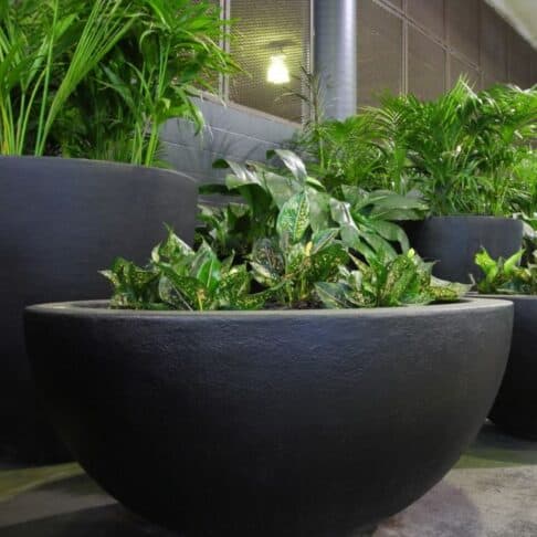 Shallow Lightweight Bowl