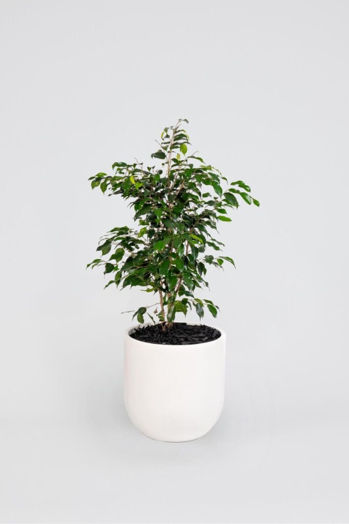 weeping fig - A small tree in a white pot against a plain white background, emphasizing its simplicity and elegance.