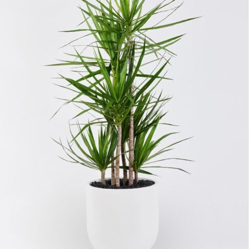 Dracaena Marginata - Dragon Tree