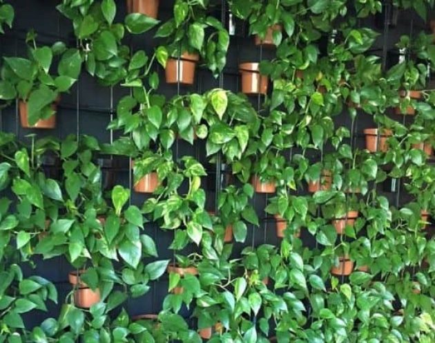 Green wall in an office building