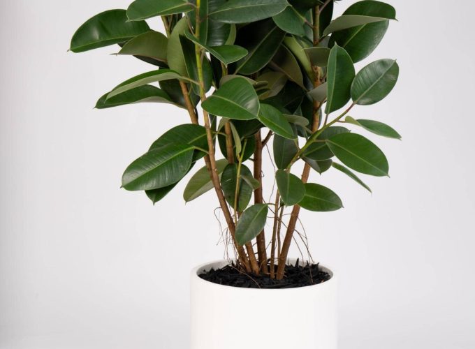 FicusElastica-robusta