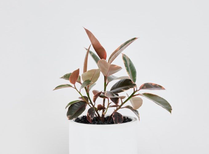 A Ficus Elastica Ruby in a floor planter in a white background.
