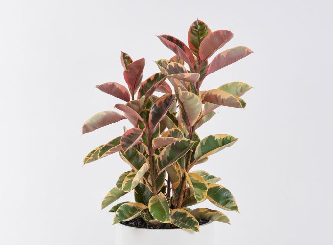 Ficus Elastica Ruby floor planter in a white background.