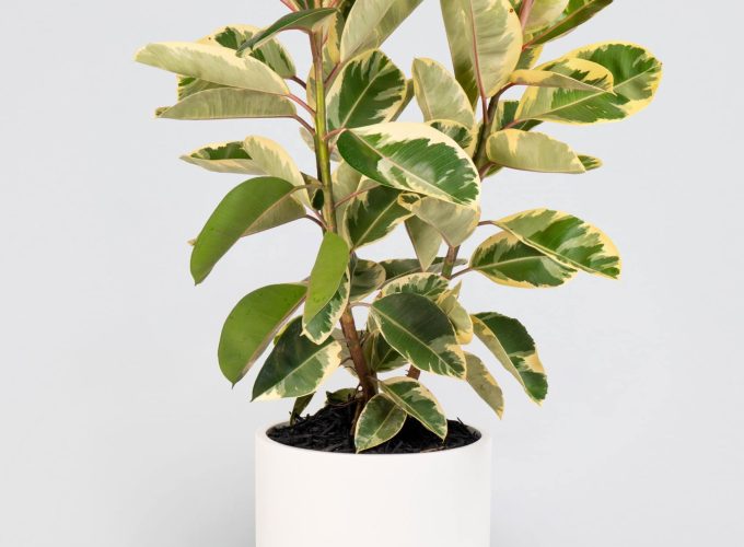 FicusElasticaTineke