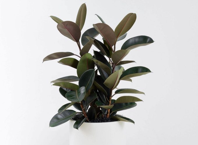 Frenchams_FicusElasticaBurgundy_1-scaled