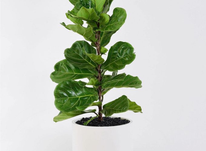 Frenchams_Fiddle_1-scaled