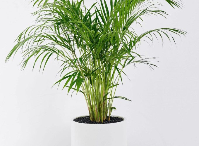 Frenchams_GoldenCanePalm_1-scaled