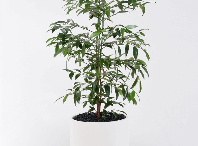 Frenchams_KauriPine_1-scaled