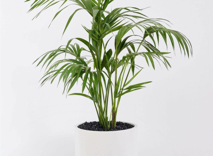 Frenchams_KenitaPalm_1-scaled