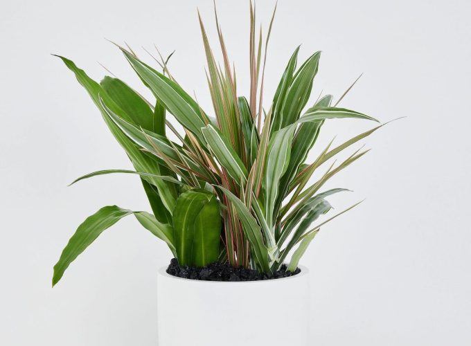 Frenchams_MixedFoilage_1-scaled