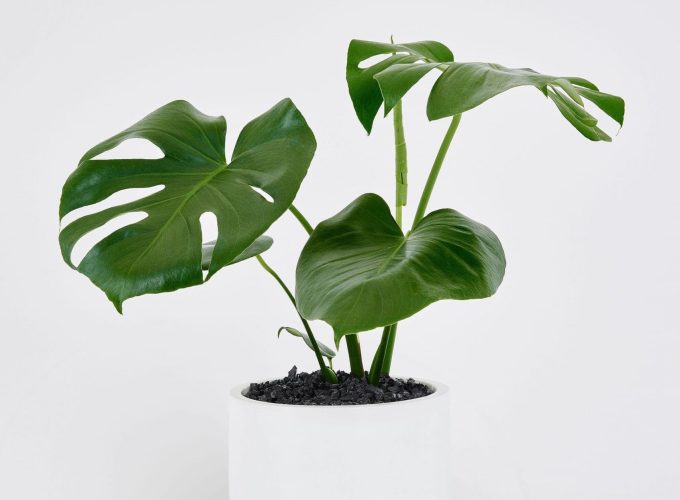 Frenchams_Monstera_1-scaled