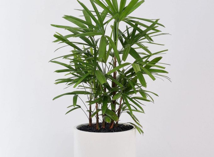 Frenchams_RaphisPalm_1-scaled