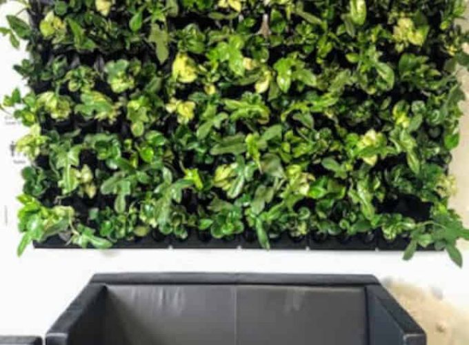 Modular green wall in an office above a black sofa